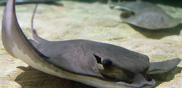 bat ray