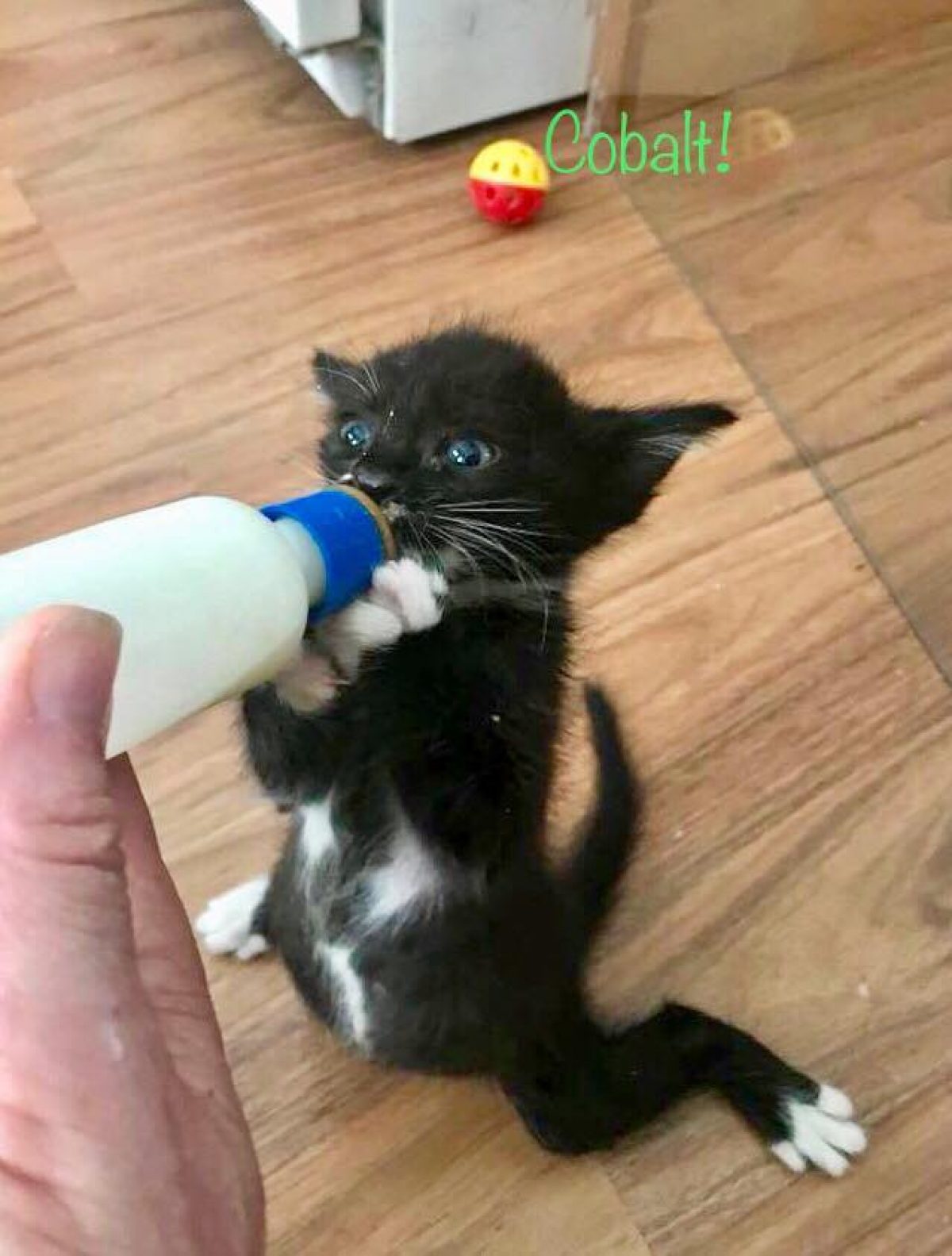tiny black newborn kitten with white paws and white marks on chest sits up with his legs splayed out as he's fed from a bottle