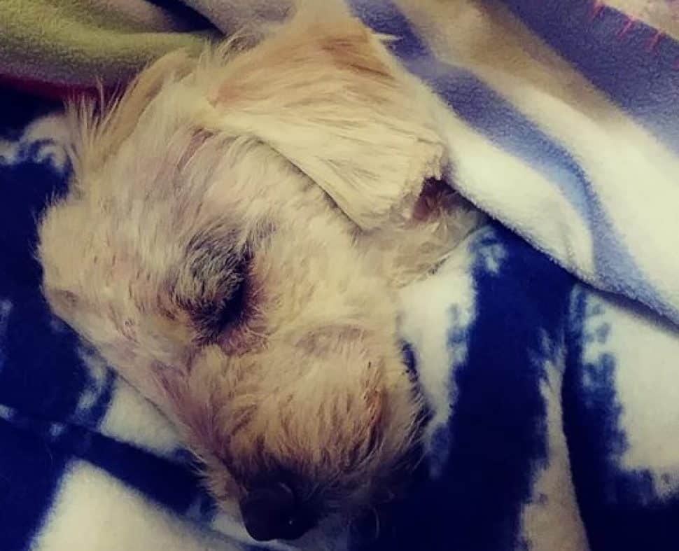 white fluffy dog wrapped in blue and white blanket, asleep.