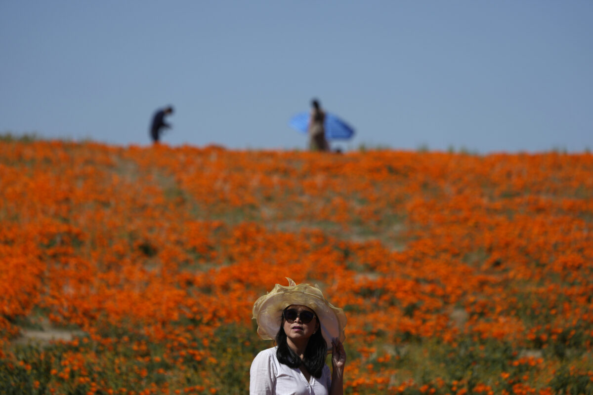 A woman wearing sunglasses and a hat stands in front of a field full of orange flowers.
