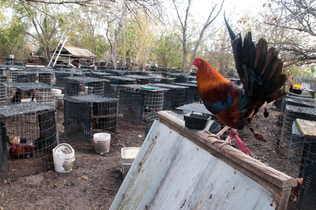 The HSUS supplied key information that led to the raid of a Texas cockfighting breeding facility like this one. Note the beauty of the rooster’s plumage, which would have been destroyed in a literal fight to the death.