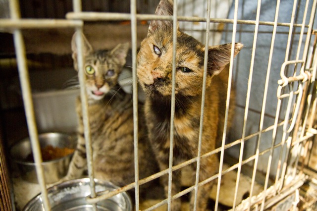 Animals rescued from a cat “sanctuary” in Florida, where almost 700 felines were living in deplorable conditions. Photo by Julie Busch Branaman, courtesy of HSUS.