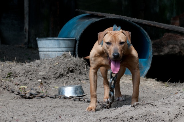 This dog should be running after a Frisbee at Rosie’s Dog Beach. Instead, he’s tethered to a chain. He’s one of the animals rescued by HSUS from a suspected dogfighting operation. Photo by Kathy Milani, courtesy of HSUS.