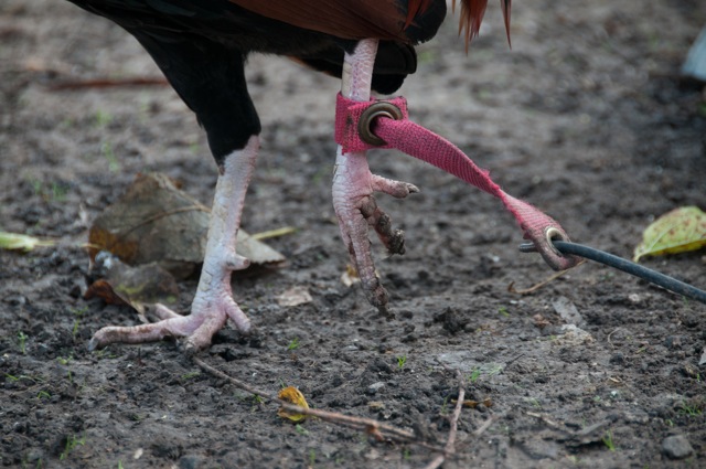 Roosters are strapped to heavy chains before and during fighting. Photo by Kathy Milani, courtesy HSUS