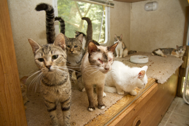 Does this break your heart, or what Cats about to be rescued from a hoarding situation.