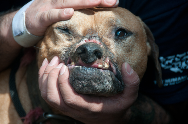 Injured dog rescued by HSUS from suspected Florida dogfighting operation.
