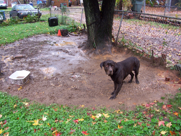 Tethering a dog, allowing limited mobility, is illegal in California..jpg - 422.37 KB