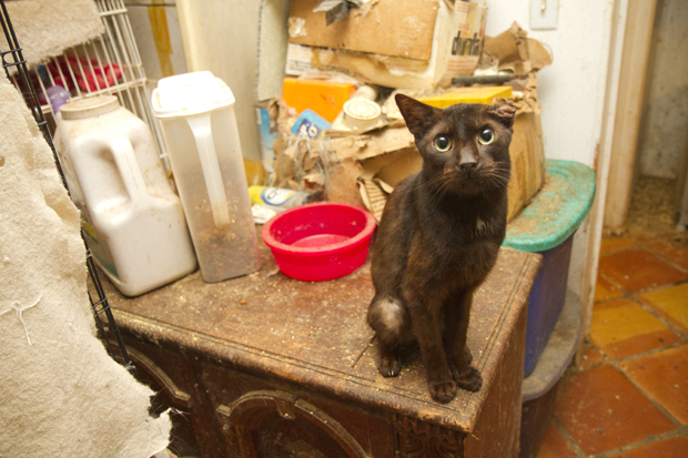There were nearly 700 cats rescued by HSUS from a hoarding situation in Florida. This is one of them.