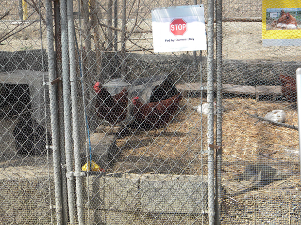 chickens