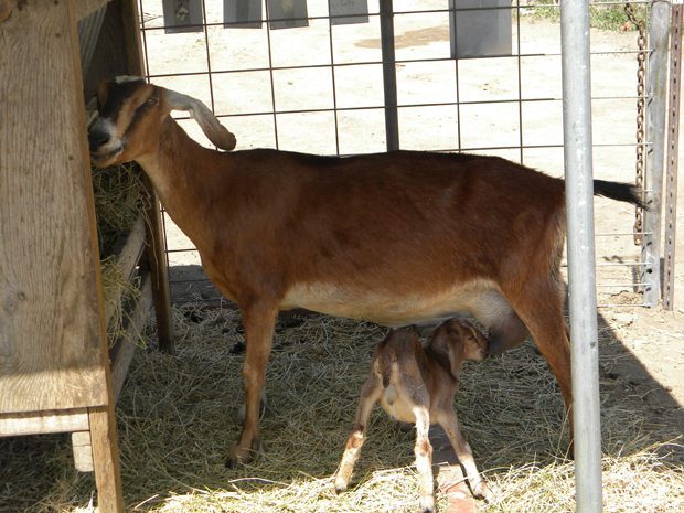 goat and kid