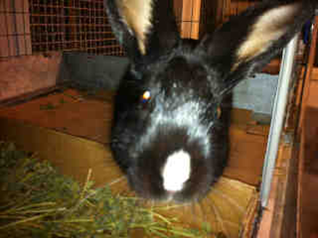 bunthree