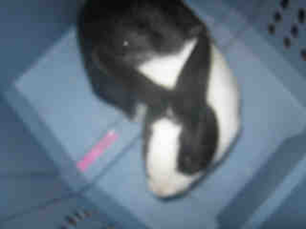 buntwo
