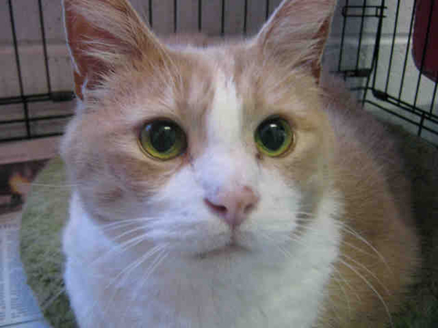 Charley June 20  Pet of the Week