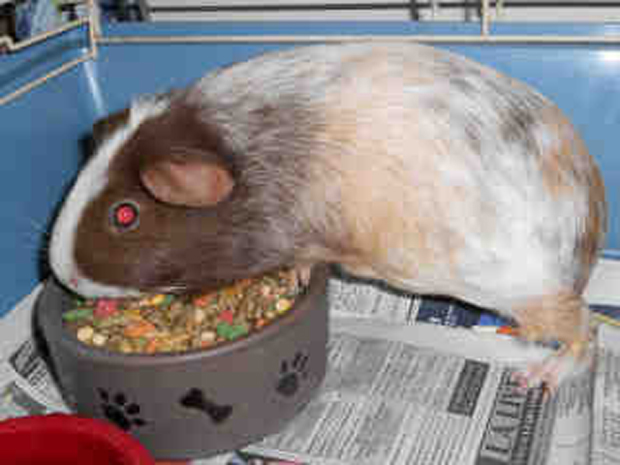 G. Pig