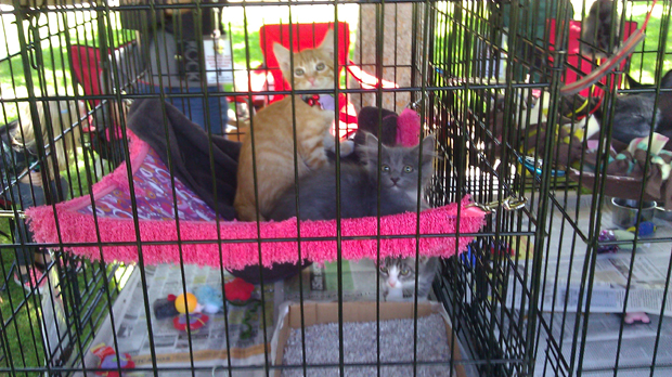Long Beach Felines