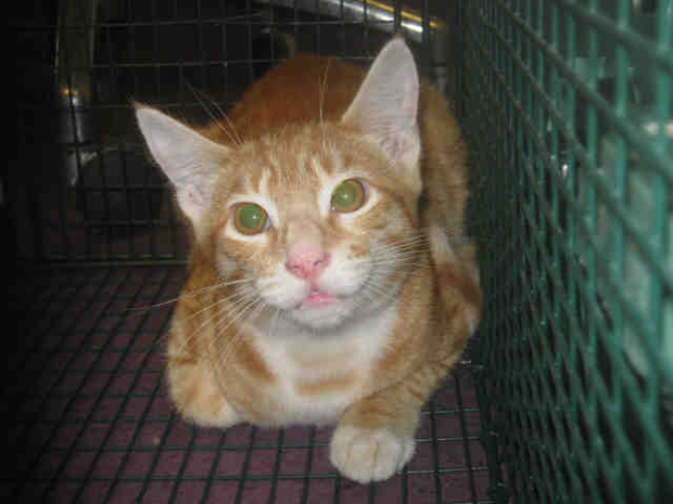 Orange Cat