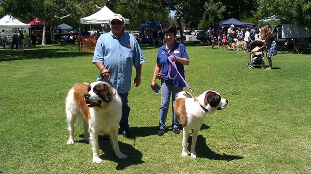 SAint Bernard rescue