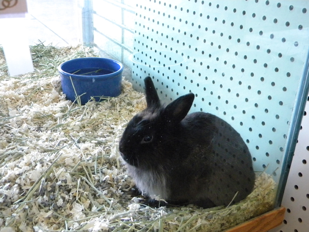 STacy the Yabbit available at Paws Shoppe