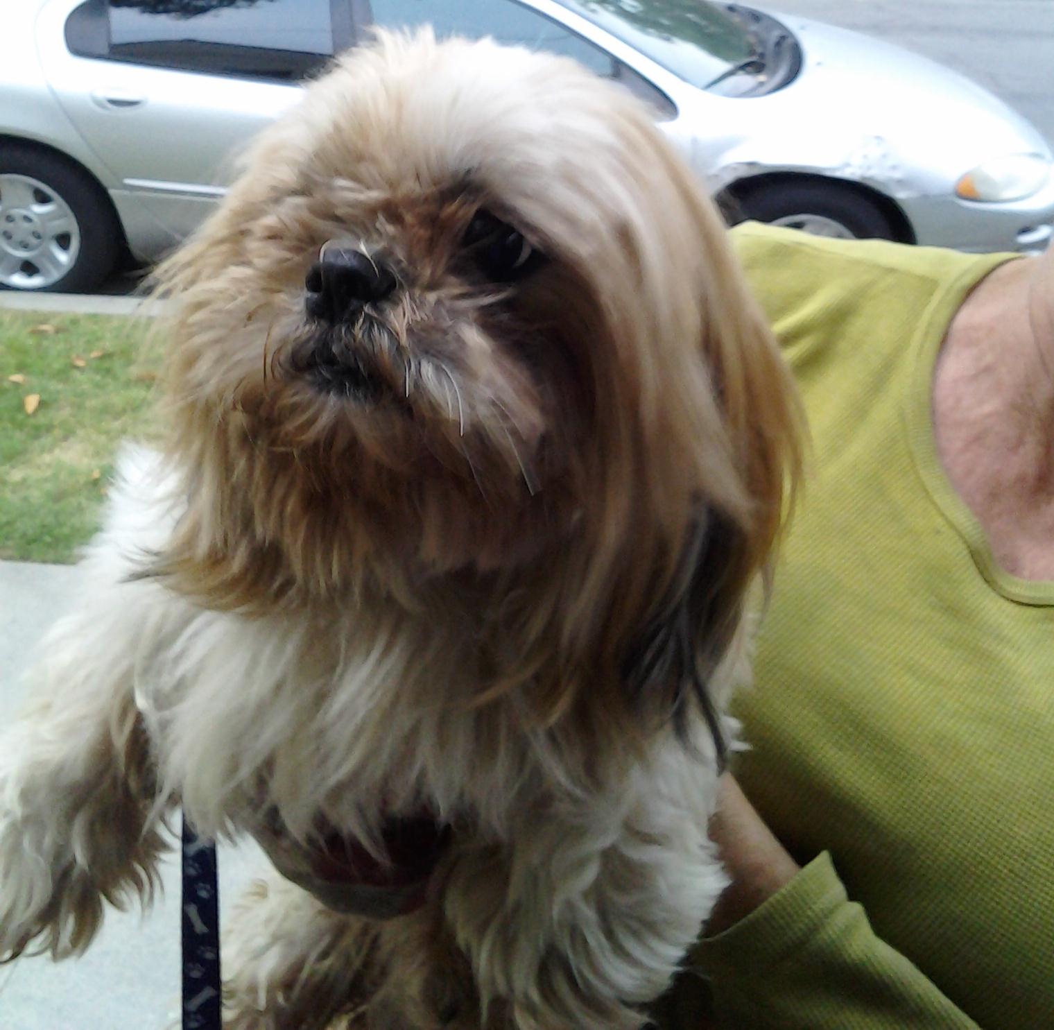 lost dog2