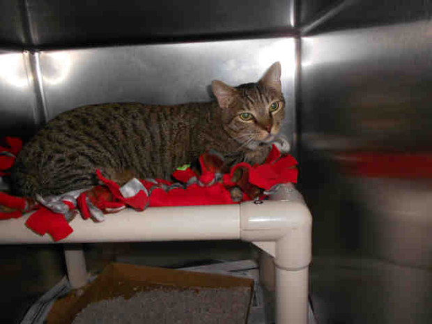 male brown tabby