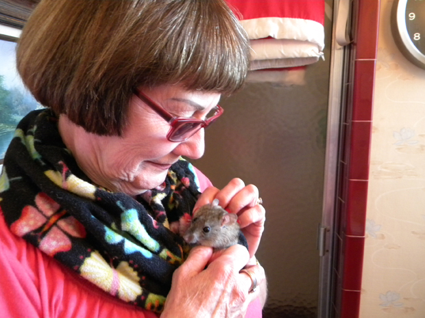 sweet Pea siits with Griffith as she drinks coffee and reads paper got lost 16 days, never left Judy's r