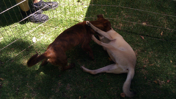 wrestling puppies