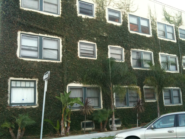 4eastvillageboxwood