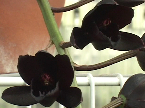 Black Orchid