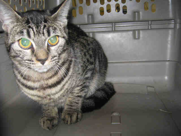 GRey tabby