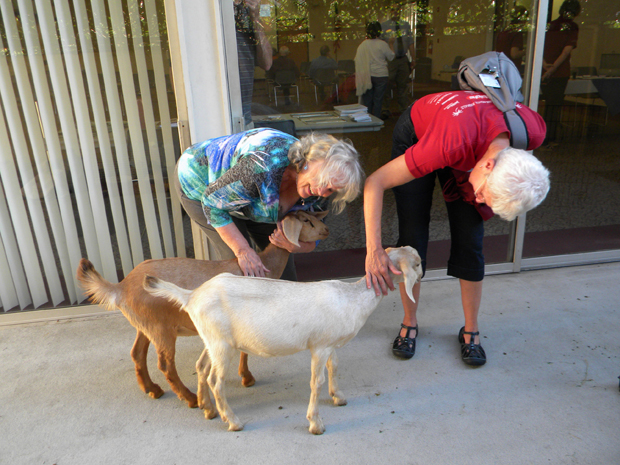 Mavis and Marsha in love wiht the goats
