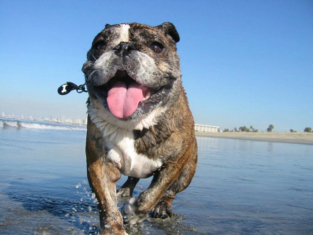 Rosie on the Beach
