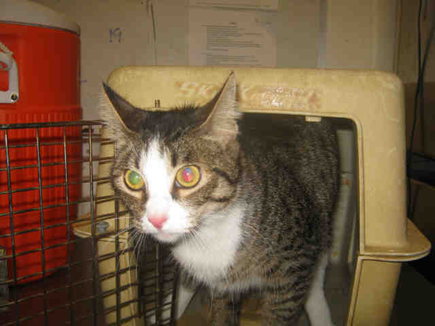 TAbby WAbby