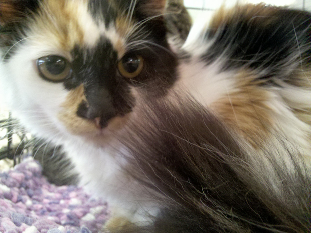 Dumped Calico