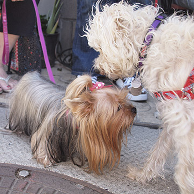 Rudy and Marys doggie