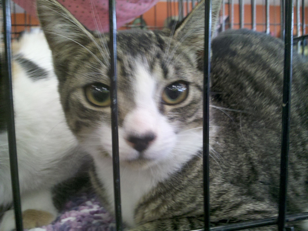cats - tabby and white 9-2012