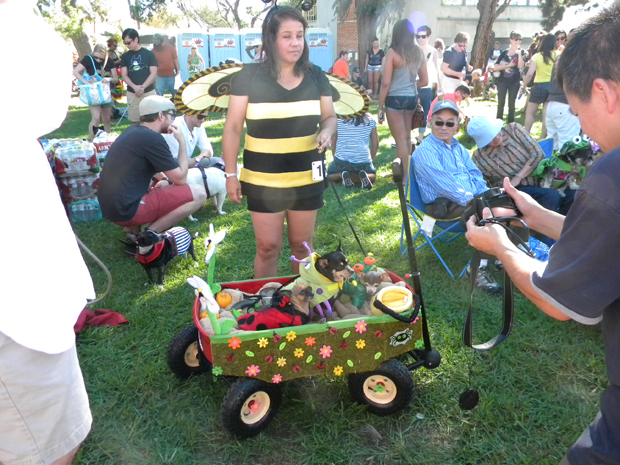 Bees and bugs