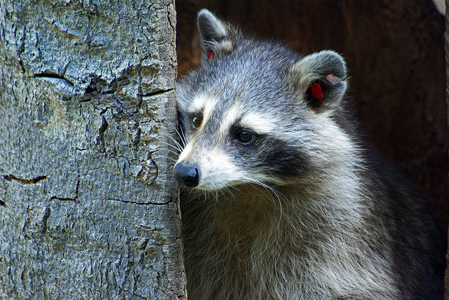 racoon