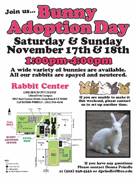 bunny adoption flier 2 479x620