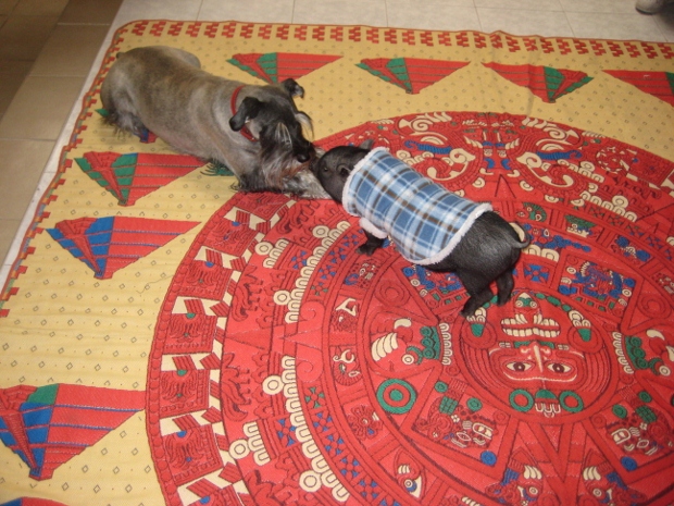 mexico--two pigs kissing 620x465