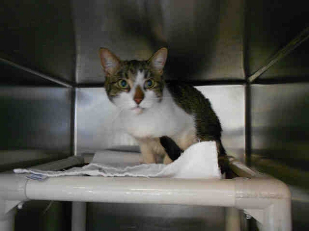 penne the cat 620x465