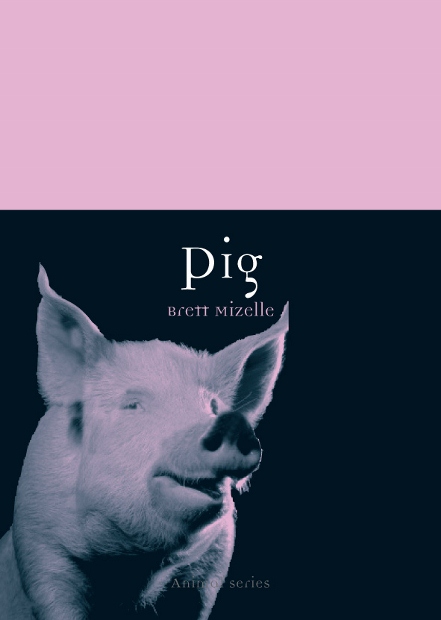 pig cover 441x620