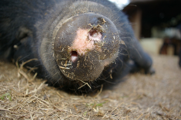 southafrica2snoutcourtesy 620x412