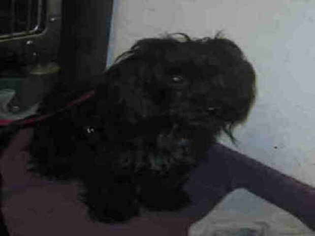 zsa 620x465