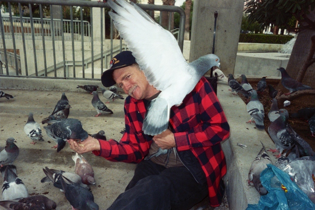 pigeons 1 620x413