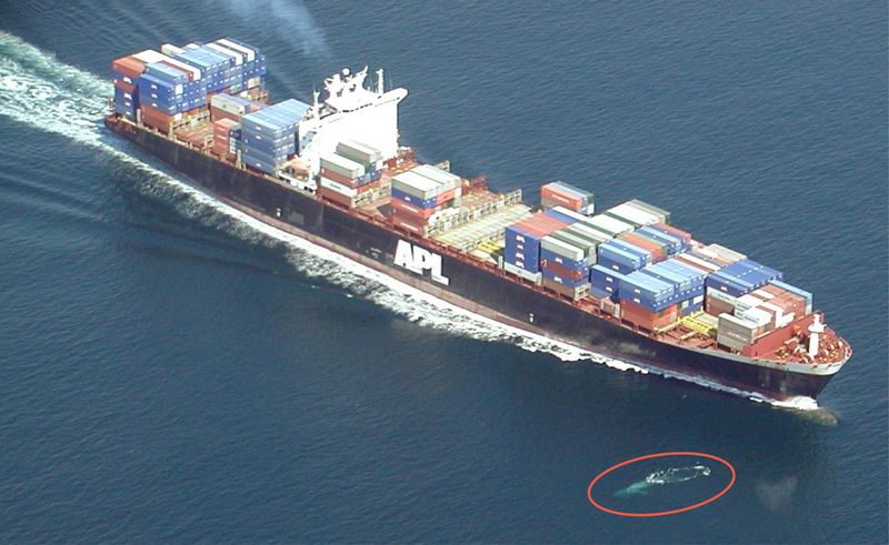whaleship