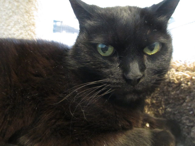 13-02054 bell 10-year-old dsh female