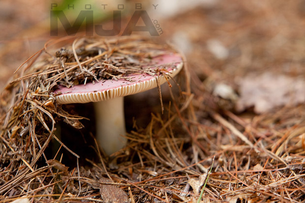 MJA-20120813 017-watermarked
