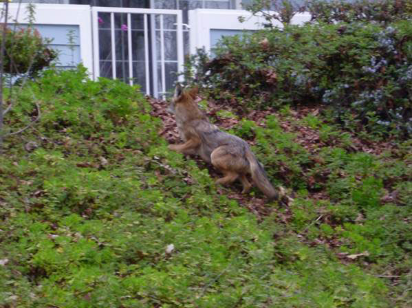 coyotes