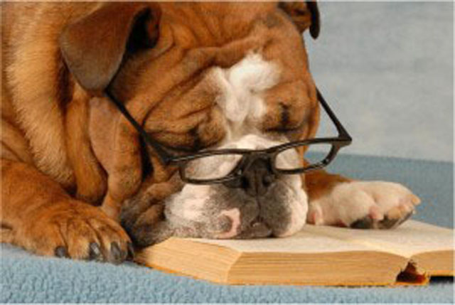 john mcallister canada--doggie photo