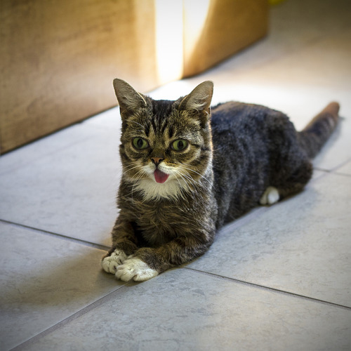 lil bub